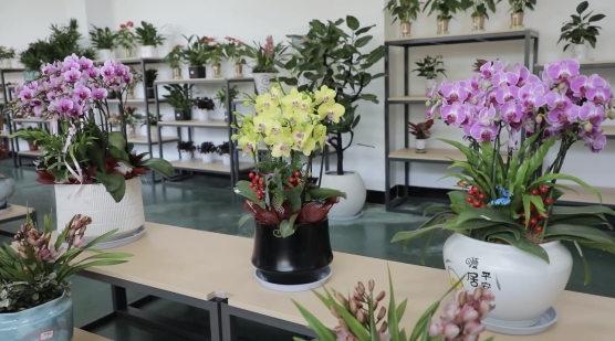 开发区园林：开设花卉超市 让园林艺术走进家庭客厅